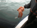 octopus changes color