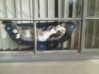cat window hammock
