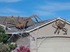 halloween giant spiders
