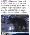 cocaine bear