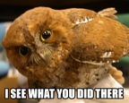 I SEE WHAT YOU DID THERE 9