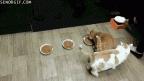 asshole cat
