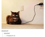 cat charging
