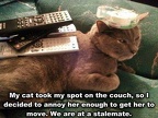 cat couch