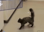 cat slick floor