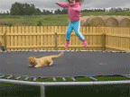 cat trampoline