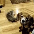 catbowl