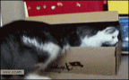 catbox