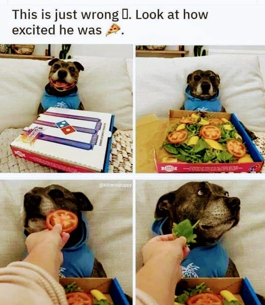 dog_troll_pizza.jpg