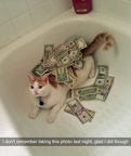 drunk cat money