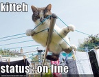 funny-pictures-cat-is-on-line