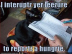 funny-pictures-cat-reports-that-he-is-hungry1