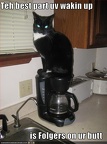 funny-pictures-cat-sits-on-your-coffee