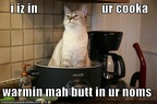 funny-pictures-cat-warms-his-butt-in-your-dinner