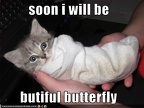 funny-pictures-soon-kitten-will-be-a-butterfly