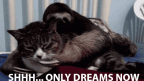 only dreams