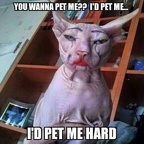 pet me hard