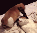 puppy teabags cat