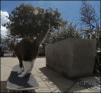 skater cat