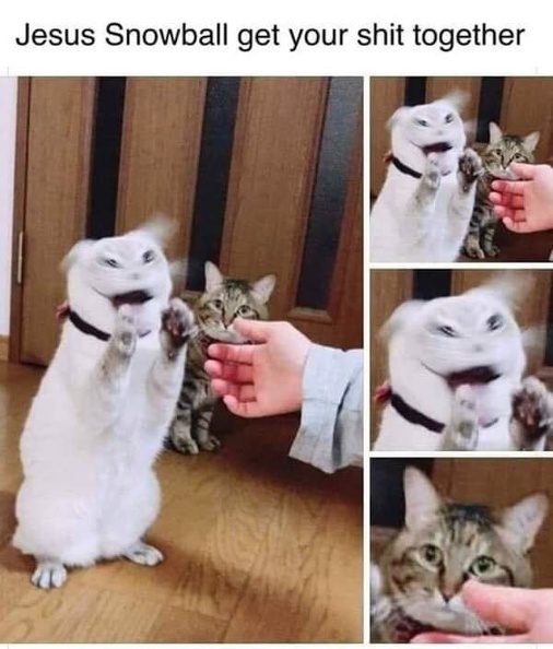 snowball_get_your_shit_together.jpg
