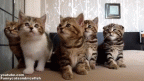 synchronised kittens