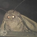 moth gotcha