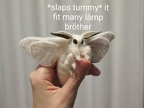 moth slaps tummy