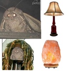 moth wook