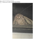 og moth