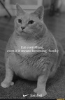 nike cat eat