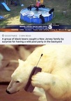 black bears party