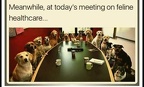 meeting on feline healthcare