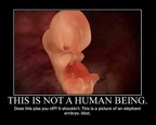 not a human elephant embryo