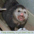 opossum keeps screaming
