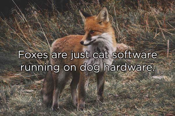 cat_software.jpg