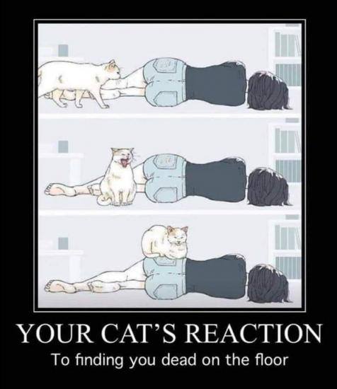 cats_reaction_to_finging_you_dead.jpg