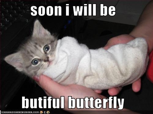 funny-pictures-soon-kitten-will-be-a-butterfly.jpg