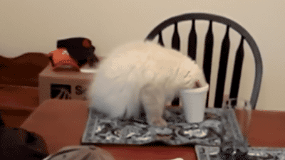 gifs_22.gif